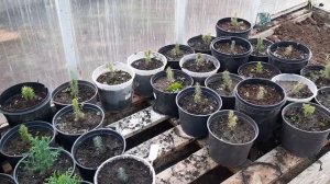 Убираем саженцы Туи и Ели на зиму в теплицу будем заки?