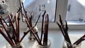 Как укоренить ЧЕРЕНКИ ВИНОГРАДА в обычной банке с вод?