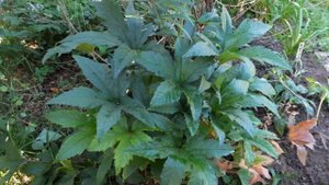 Лабазник красный «Венуста» (Filipendula rubra Venusta)