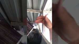 Голубь напал на человека \ Постоял на себя МУЖИК!