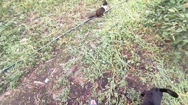 радуемся дождику , невозможно нагуляться вечером , воздухом свежим дышим устали от пыли 😉 смотреть онлайн