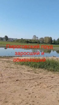 Пироговский пруд заросший травой и обмелевший