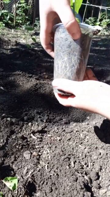 #рассада #рецепт #помидоры #дача #деревня #огород #перец смотреть онлайн