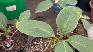 🍁УКРЫТИЕ КРУПНОЛИСТНОЙ ГОРТЕНЗИИ НА ЗИМУ. Обрезка✂?