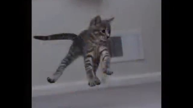 Кошки и котята,Очень смешные фото Cats and kittens1 смотреть онлайн