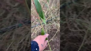 Часть 2 . Интенсивная посадка персика формировкой  вер?