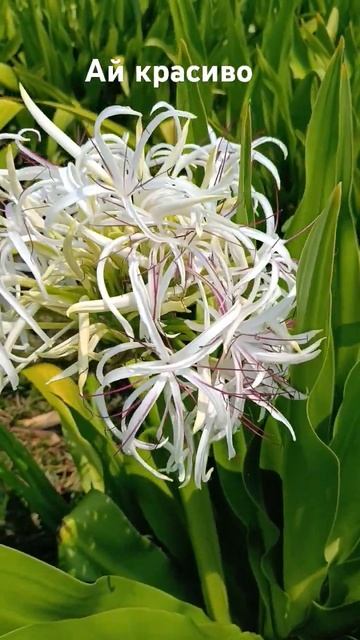 #flowers #красиво #garden #растения #nature #plants #актив #цветы #рек? смотреть онлайн