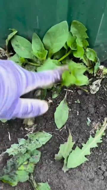 В 2023 много петуний выросло самосевом, семена собраны? смотреть онлайн