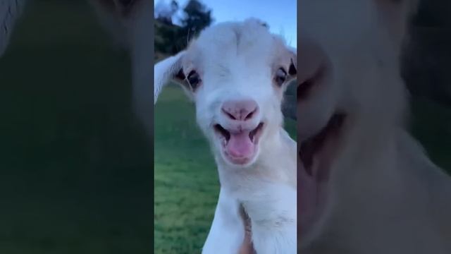 Как посылают стриммеров на некоторых языках.. 🤣