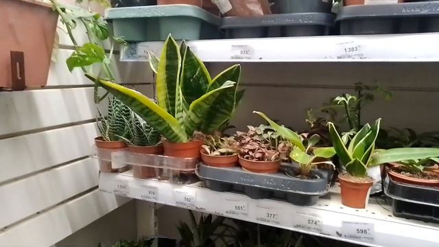 Комнатные и экзотические растения в ЛЕМАНО ПРО. смотреть онлайн