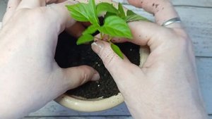 🌶️ Как вырастить острый перец из семян в домашних ус?