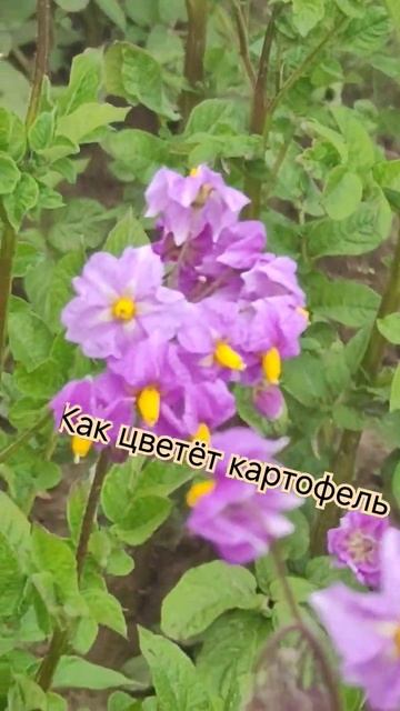 # как цветёт картофель. Огород цветник смотреть онлайн