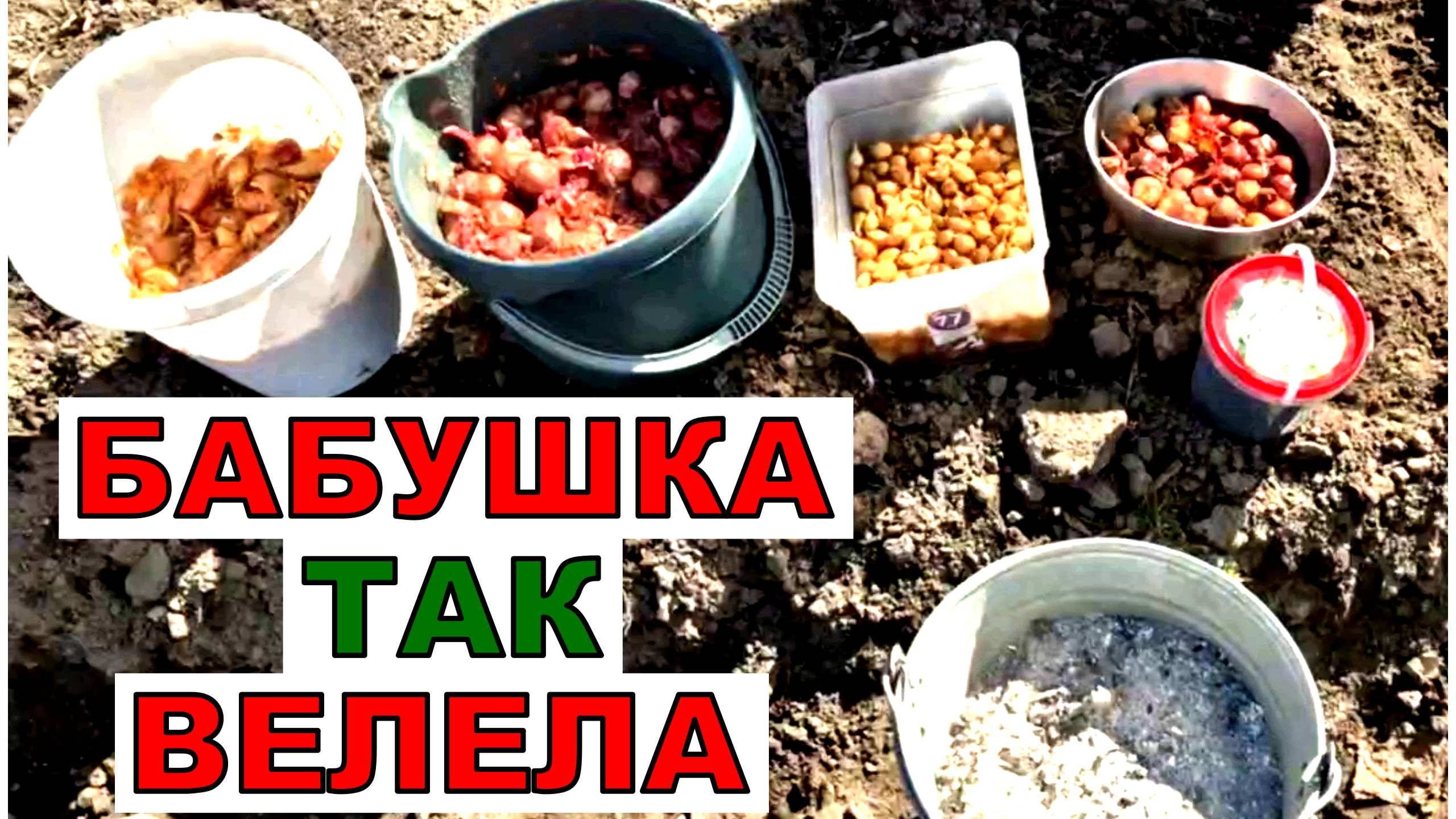 Бабушка учила- сделай 3 важных дела с луком при посадке и он тебя порадует своим урожаем