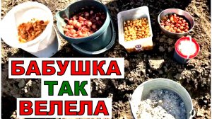 Бабушка учила- сделай 3 важных дела с луком при посадке и он тебя порадует своим урожаем