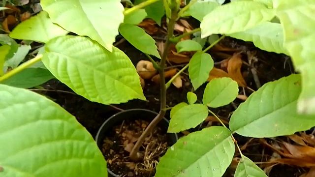 Саженец грецкого ореха по состоянию на 01.10.2023 смотреть онлайн