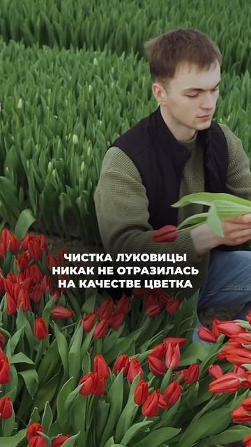 Надо ли чистить луковицу перед посадкой #тюльпаны #агр