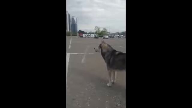 Смешные собаки Приколы про собак Funny Dogs 2017 #2 Собачки Танцуют Поют и Рычат