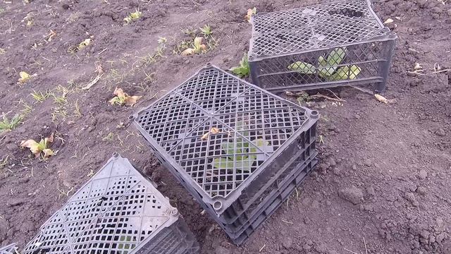 лучший способ от приморозков смотреть онлайн