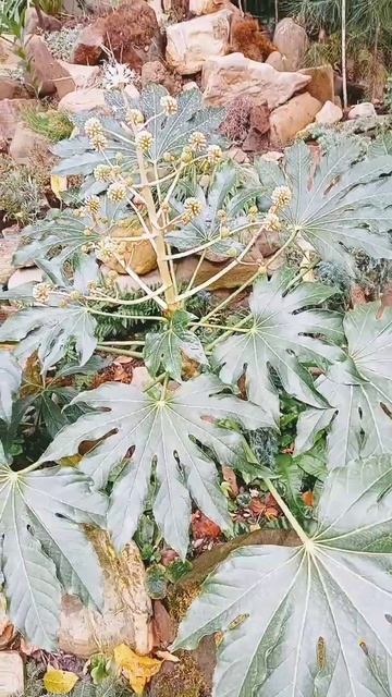 Чудесное растение для Юга #садоводство #южныерастени? смотреть онлайн