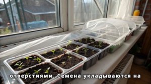 Как вырастить здоровую рассаду помидоров в домашних у
