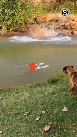 anjing menggonggong capybara dikejar macan tutul #shorts