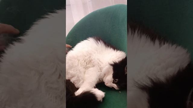 Как хозяйки мучили Маркиза Булочкина 🙀