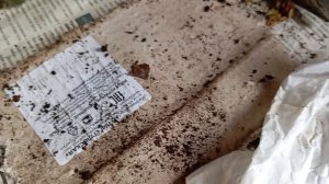 Через сколько вылупляются коконы калифорнийских червей