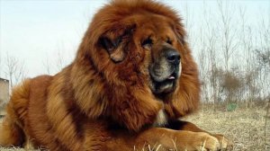 ТИБЕТСКИЙ МАСТИФ - ИНТЕРЕСНЫЕ ФАКТЫ