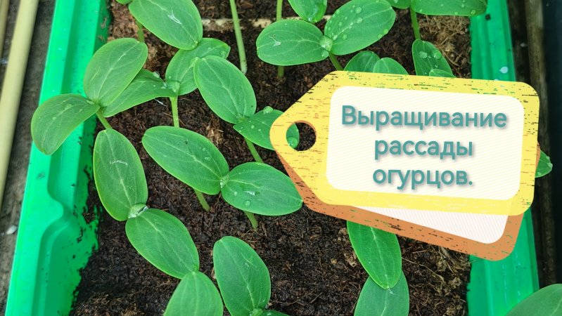 Не по шаблону.Рассада огурцов в инкубаторе