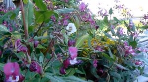 Недотрога обыкновенная  Выращивание без посева, полив