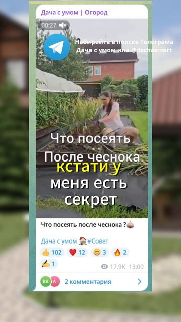 Секрет успешной посадки чеснока: Выращивайте крепкие