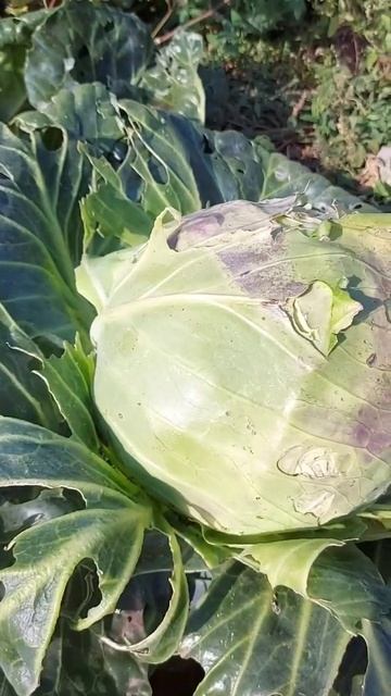 Вырастила капусту #ферма #жизньвдеревне #крс #жизньвка смотреть онлайн