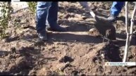 Около 400 деревьев и кустарников высадили в красноярск?