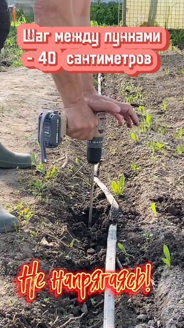 Подготовка лунок для посадки помидоров в теплице смотреть онлайн