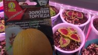 Рассада колеусов, земляники и лобелии. Томаты и перцы ?