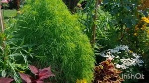 1 августа 2024 КОХИЯ ЛЕТНИЙ КИПАРИС