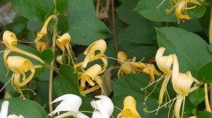 ЖИМОЛОСТЬ КАПРИФОЛЬ -уникальный аромат и привлекател?