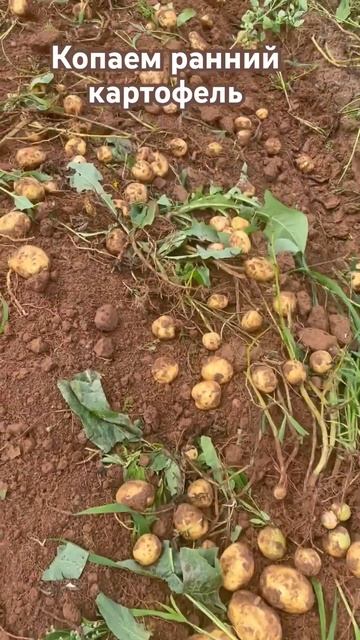 Копаем ранний картофель🥔#огородныедела #огород #дере