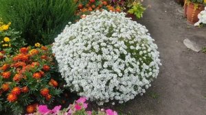 Какой алиссум подойдёт для микса с ампельной петунией