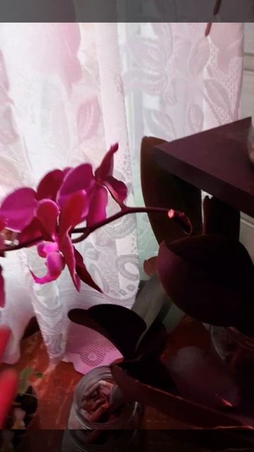 Цветут орхидеи которые живут в воде, без грунта. смотреть онлайн