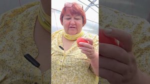 Первый подмосковный томат "Подарок женщине".