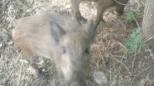 Кабаны вышли погулять. Фунтик бегает от радости.