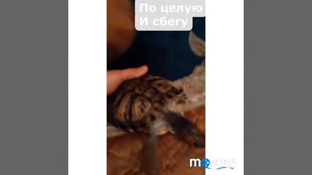 Шпиц целует черепаху.прикол смотреть онлайн