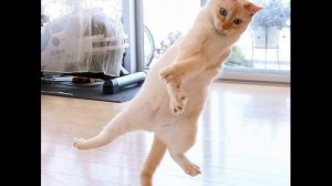 Аудио газета прикол