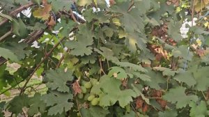 30 октября 2024 г. Виноград в теплице Новокубанский Райо