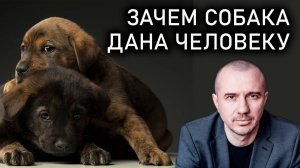 Зачем нужна собака человеку. Почему мы заводим домашних животных. Феноменальная психосоматика