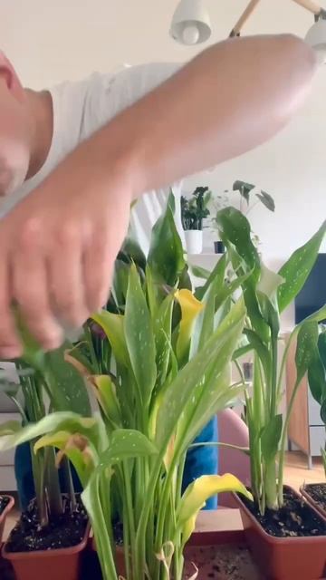 Каллы 🪴 #калла #каллы #растения #kalla #plants #flowers смотреть онлайн