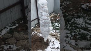 Можжевельник и тую 🌲на зиму укрываю укрывным материа