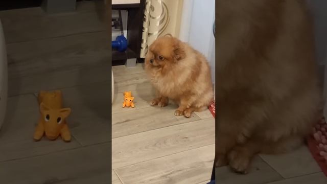 шпиц Кнопа. не хочу чесаться)) смотреть онлайн