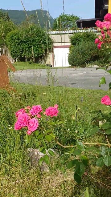 розовый куст